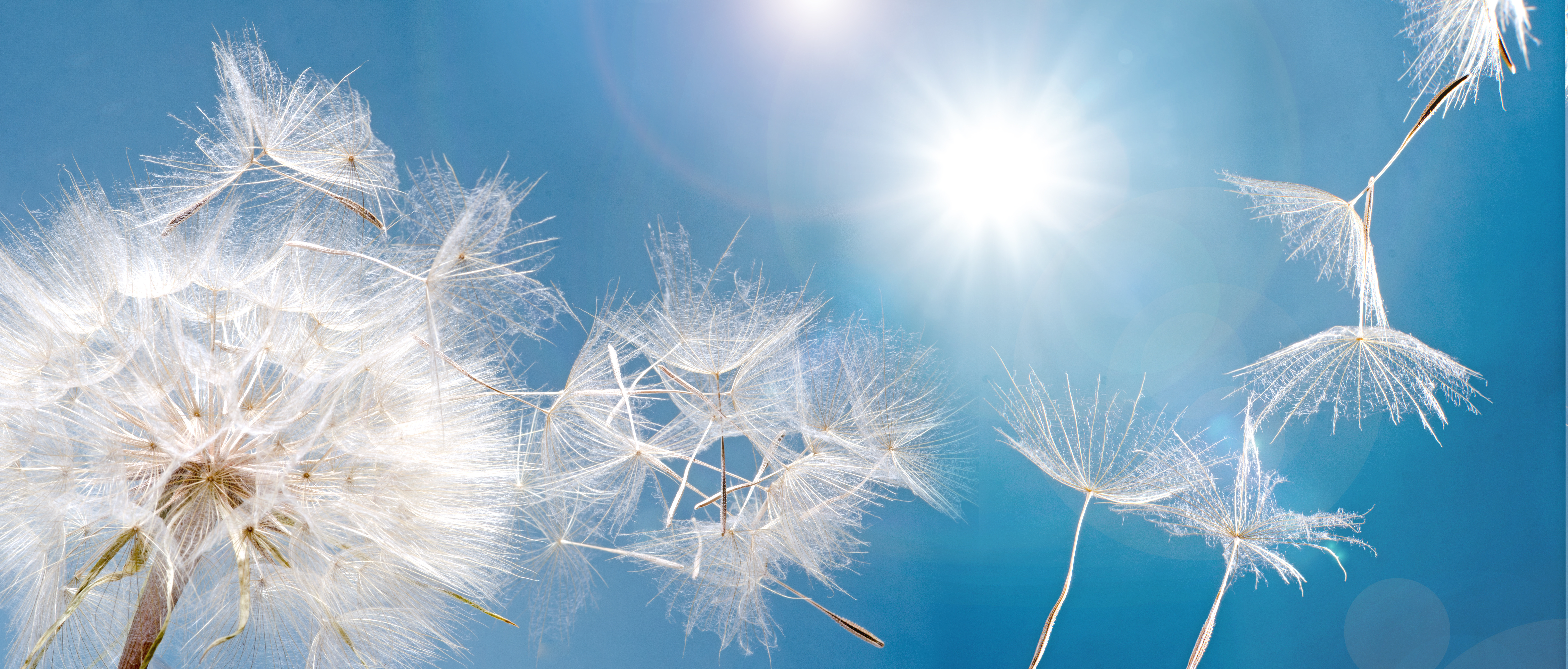 Nahaufnahme einer Pusteblume, deren Samen vor blauem Himmel im Sonnenlicht verweht werden.