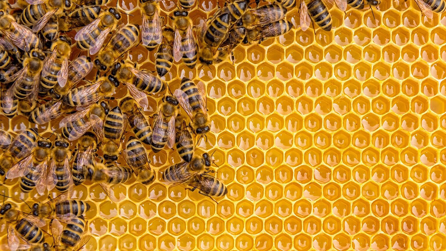 Nahaufnahme von Honigbienen auf einer Wabenstruktur mit zahlreichen sechseckigen Honigzellen.