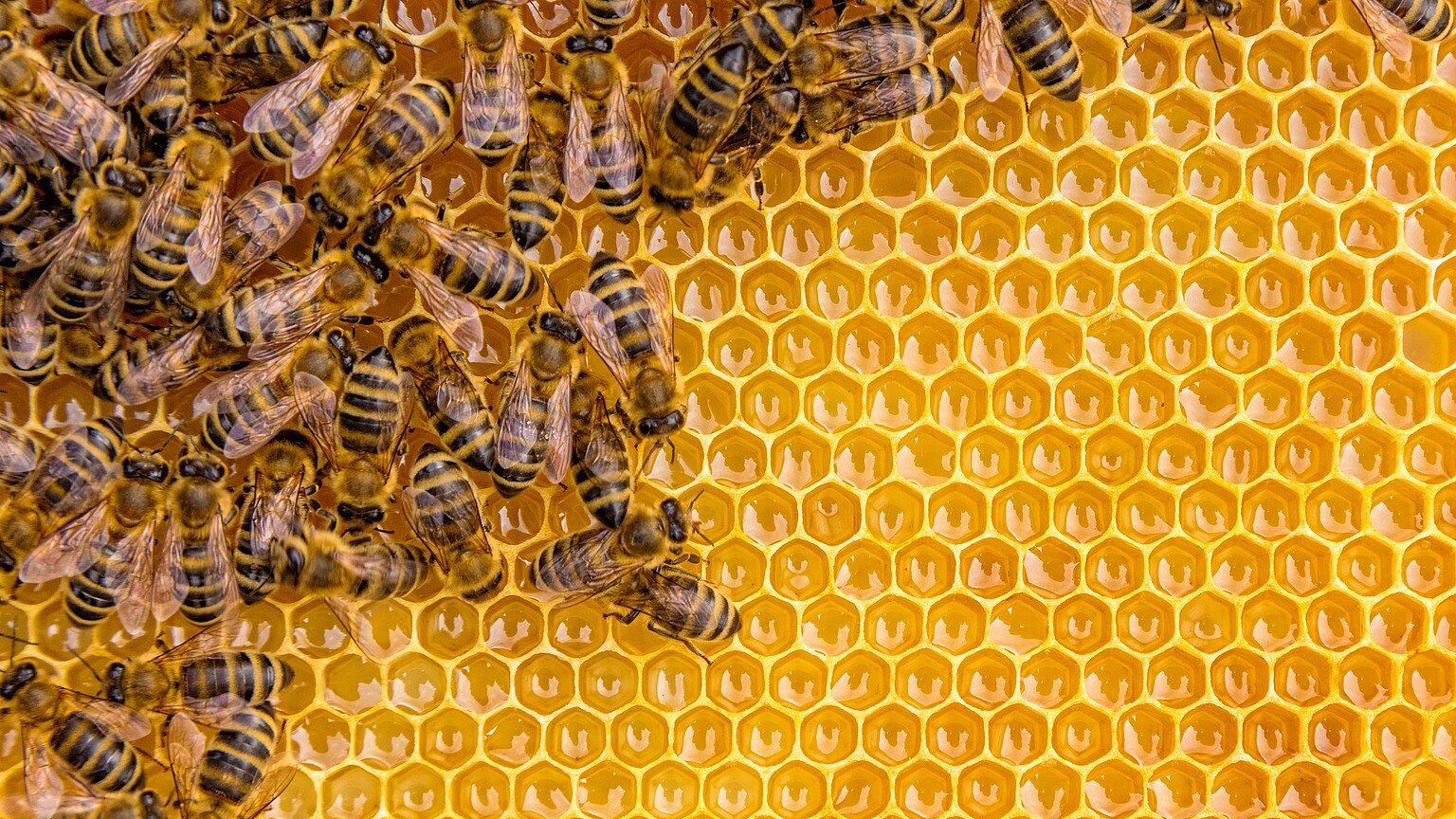 Nahaufnahme von Honigbienen auf einer Wabe mit hexagonalen Honigzellen.