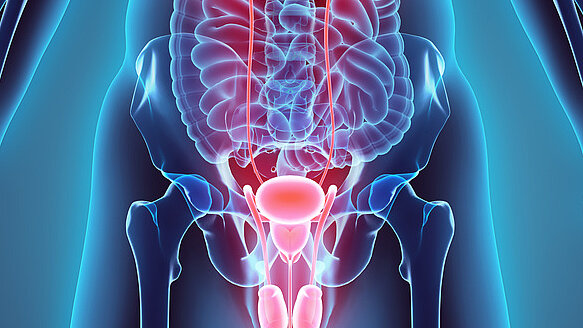 Medizinische Illustration des menschlichen Harnsystems in einer transparent dargestellten Körperansicht. Sichtbar sind die Nieren, die Harnleiter, die Harnblase sowie die Harnröhre, die farblich hervorgehoben sind. Die Darstellung veranschaulicht Anatomie und Funktion der Harnwege sowie des ableitenden Harnsystems.