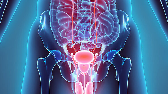 Medical illustration of the human urinary system shown within a transparent view of the body. The kidneys, ureters, urinary bladder, and urethra are highlighted in color and clearly visible. The image illustrates the anatomy and function of the urinary tract and the urinary drainage system.